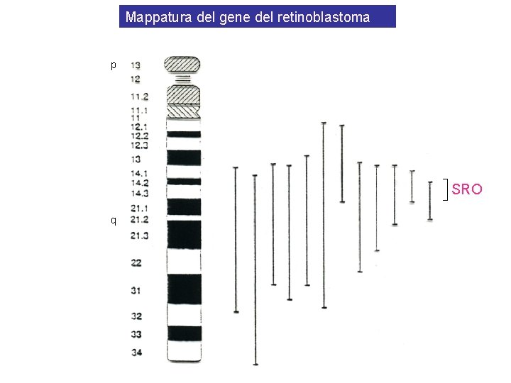 Mappatura del gene del retinoblastoma p SRO q 