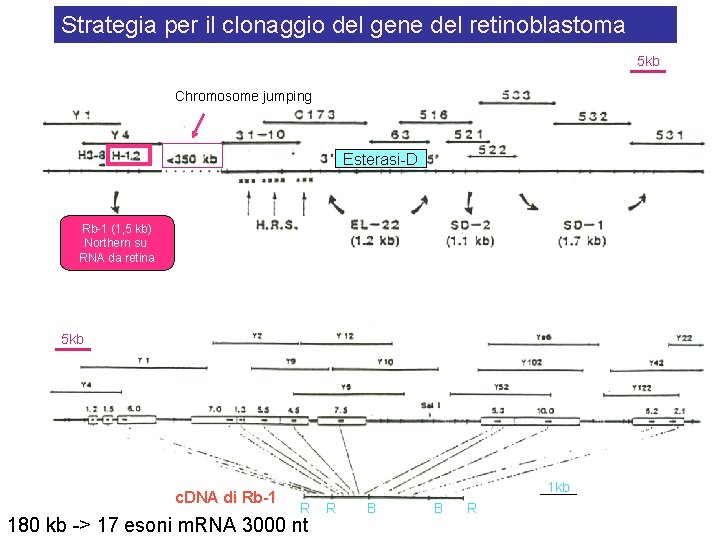 Strategia per il clonaggio del gene del retinoblastoma 5 kb Chromosome jumping Esterasi-D Rb-1