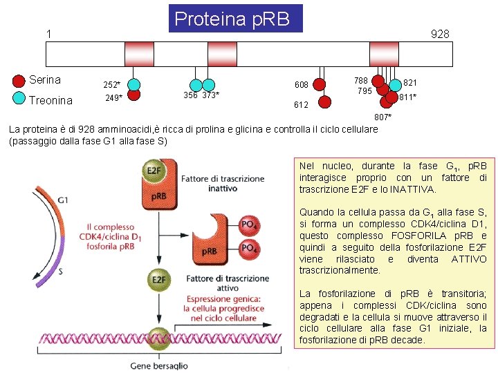 Proteina p. RB 1 Serina 252* Treonina 249* 928 608 356 373* 788 795