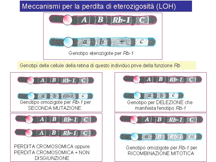 Meccanismi per la perdita di eterozigosità (LOH) Genotipo eterozigote per Rb-1 Genotipi delle cellule