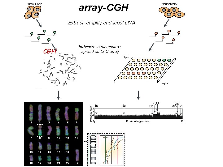 array-CGH Extract, amplify and label DNA CGH Hybridize to metaphase spread on BAC array array-CGH Extract, amplify and label DNA CGH Hybridize to metaphase spread on BAC array