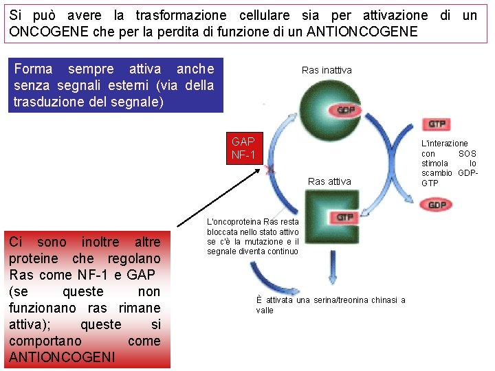 Si può avere la trasformazione cellulare sia per attivazione di un ONCOGENE che per