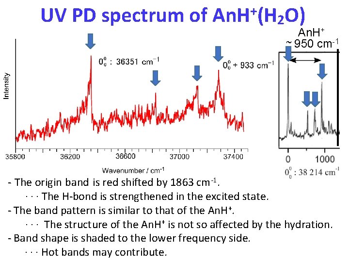 UV PD spectrum of An. H+(H 2 O) An. H+ ~ 950 cm-1 -