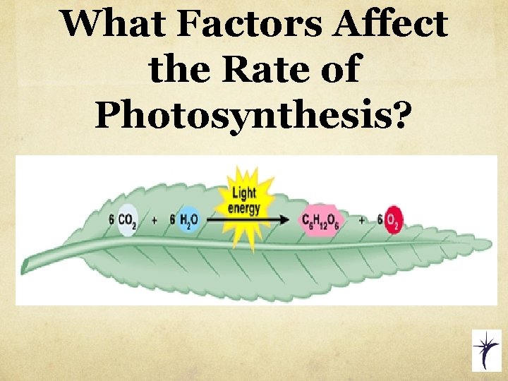 What Factors Affect the Rate of Photosynthesis? 