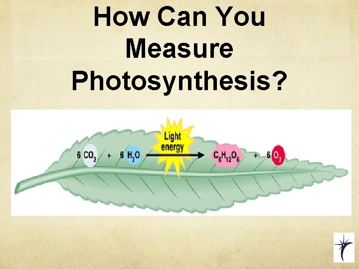 How Can You Measure Photosynthesis? 