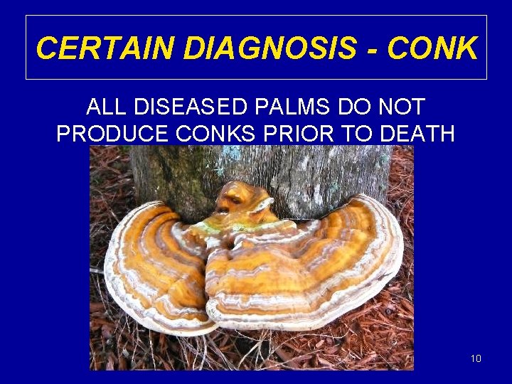 CERTAIN DIAGNOSIS - CONK ALL DISEASED PALMS DO NOT PRODUCE CONKS PRIOR TO DEATH