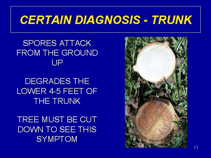 CERTAIN DIAGNOSIS - TRUNK SPORES ATTACK FROM THE GROUND UP DEGRADES THE LOWER 4