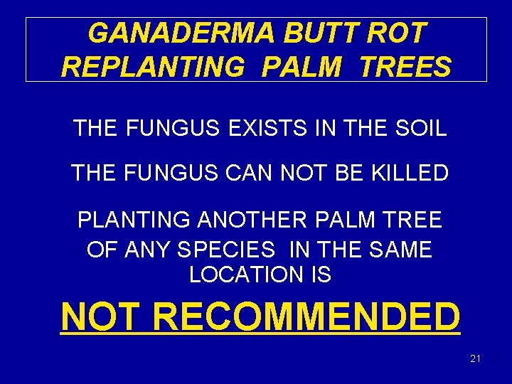 GANADERMA BUTT ROT REPLANTING PALM TREES THE FUNGUS EXISTS IN THE SOIL THE FUNGUS