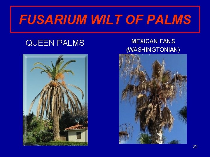 FUSARIUM WILT OF PALMS QUEEN PALMS MEXICAN FANS (WASHINGTONIAN) 22 