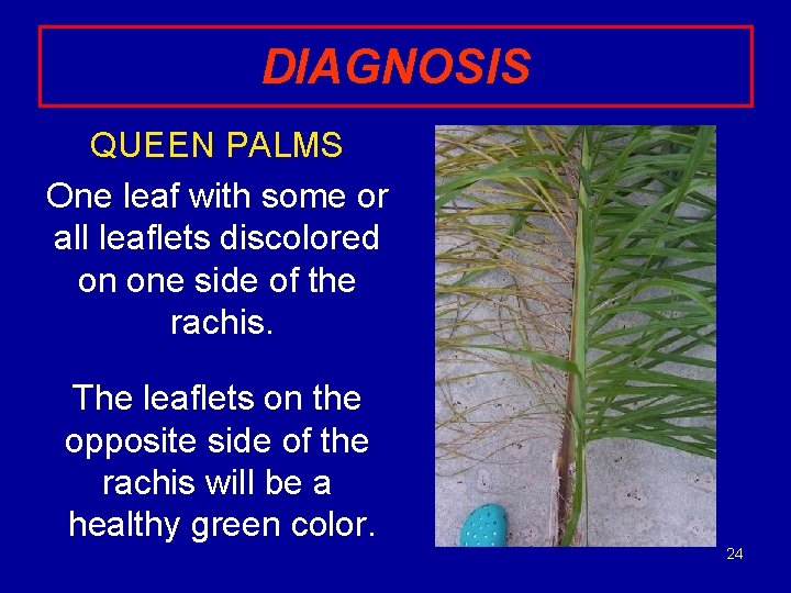 DIAGNOSIS QUEEN PALMS One leaf with some or all leaflets discolored on one side
