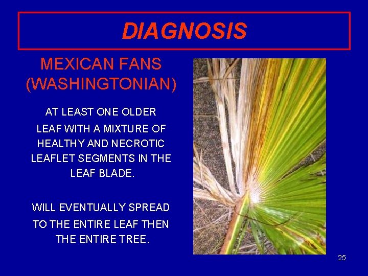 DIAGNOSIS MEXICAN FANS (WASHINGTONIAN) AT LEAST ONE OLDER LEAF WITH A MIXTURE OF HEALTHY