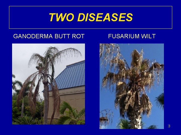 TWO DISEASES GANODERMA BUTT ROT FUSARIUM WILT 3 