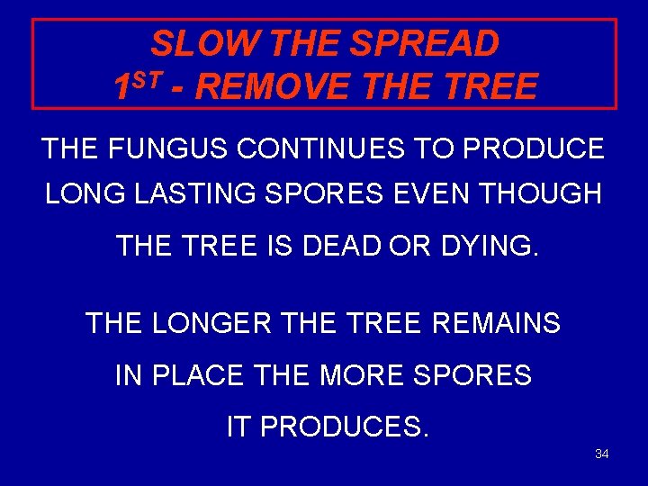 SLOW THE SPREAD 1 ST - REMOVE THE TREE THE FUNGUS CONTINUES TO PRODUCE