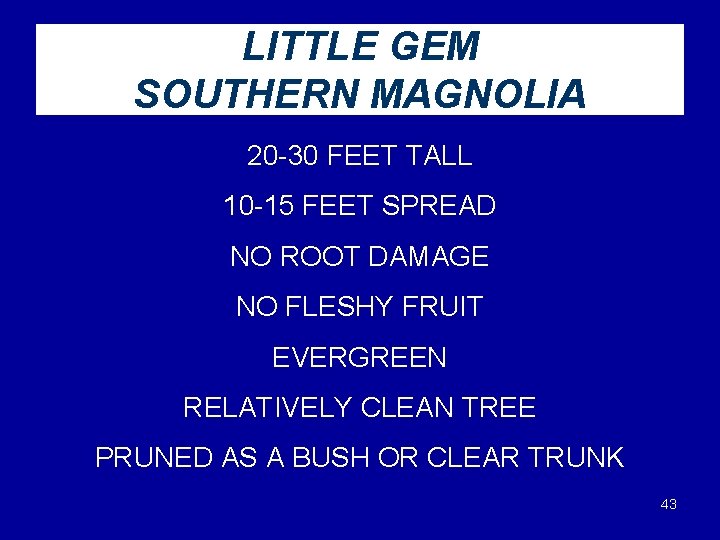 LITTLE GEM SOUTHERN MAGNOLIA 20 -30 FEET TALL 10 -15 FEET SPREAD NO ROOT