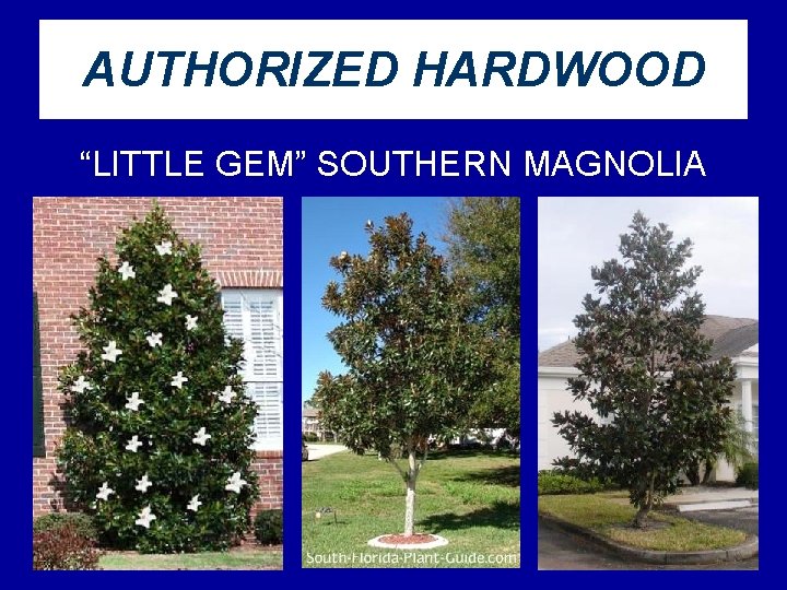 AUTHORIZED HARDWOOD “LITTLE GEM” SOUTHERN MAGNOLIA 44 