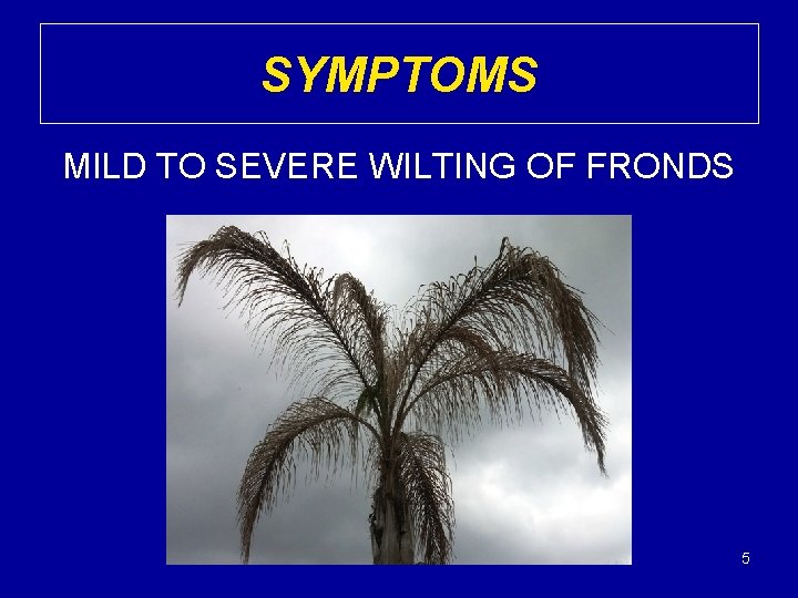 SYMPTOMS MILD TO SEVERE WILTING OF FRONDS 5 