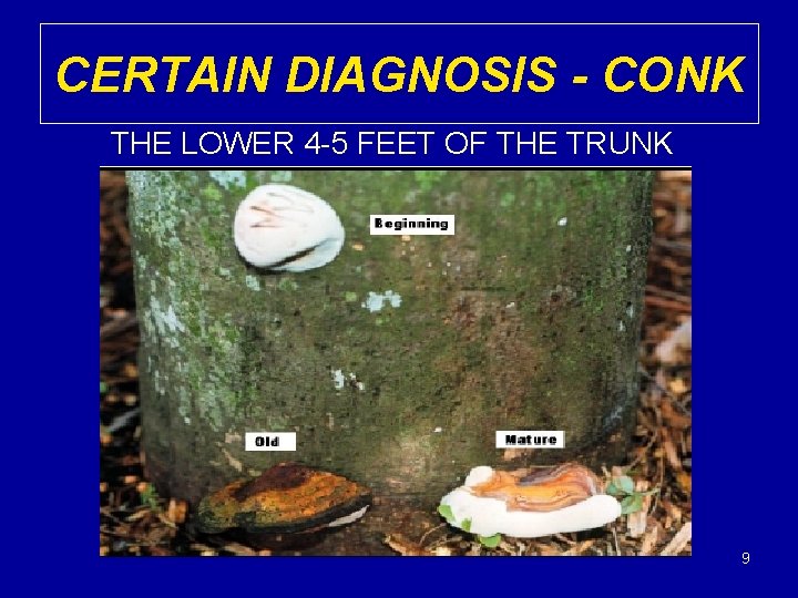 CERTAIN DIAGNOSIS - CONK THE LOWER 4 -5 FEET OF THE TRUNK 9 