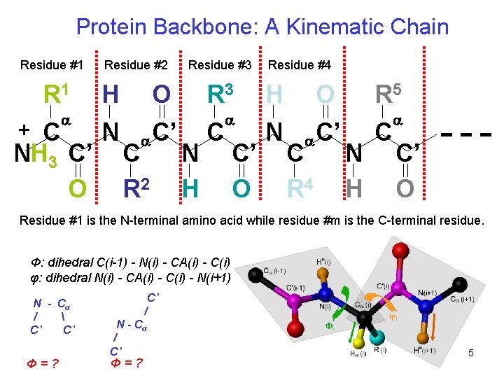 Protein Backbone: A Kinematic Chain Residue #1 R 1 + C a NH 3