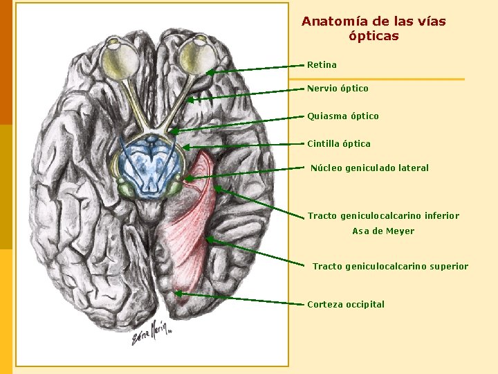 Anatomía de las vías ópticas Retina Nervio óptico Quiasma óptico Cintilla óptica Núcleo geniculado