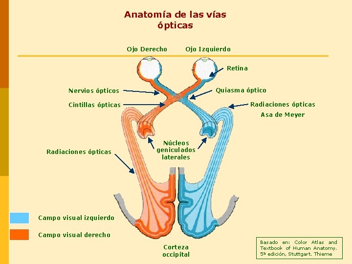 Anatomía de las vías ópticas Ojo Derecho Ojo Izquierdo Retina Quiasma óptico Nervios ópticos