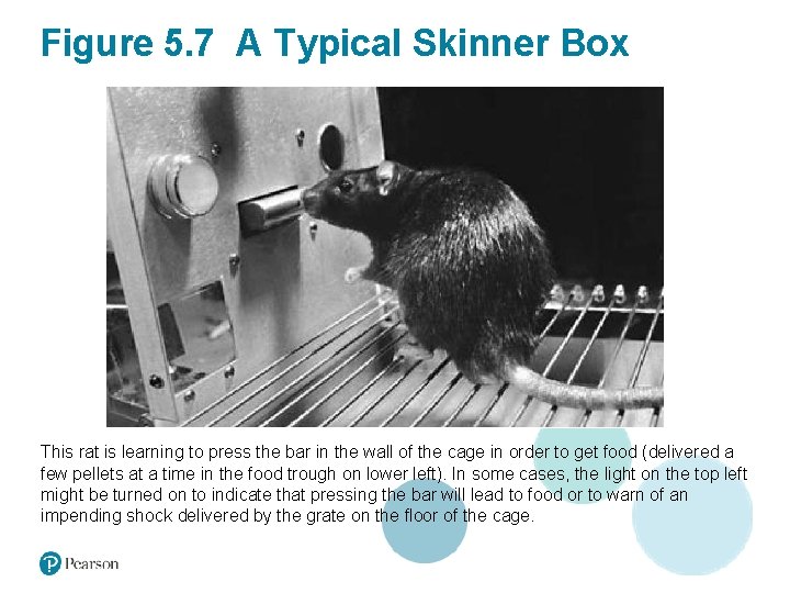 Figure 5. 7 A Typical Skinner Box This rat is learning to press the