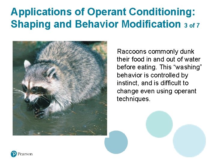 Applications of Operant Conditioning: Shaping and Behavior Modification 3 of 7 Raccoons commonly dunk