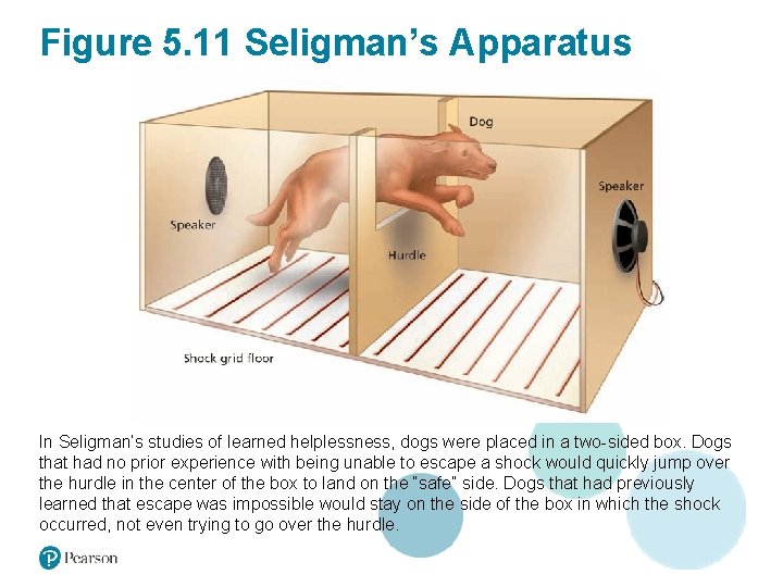 Figure 5. 11 Seligman’s Apparatus In Seligman’s studies of learned helplessness, dogs were placed