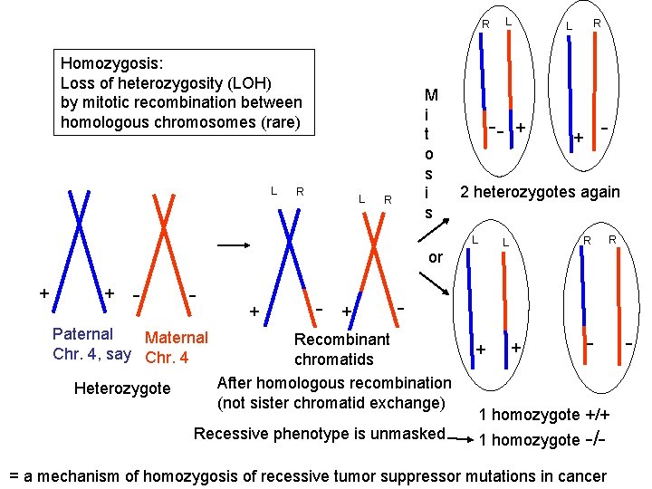 L R Homozygosis: Loss of heterozygosity (LOH) by mitotic recombination between homologous chromosomes (rare)