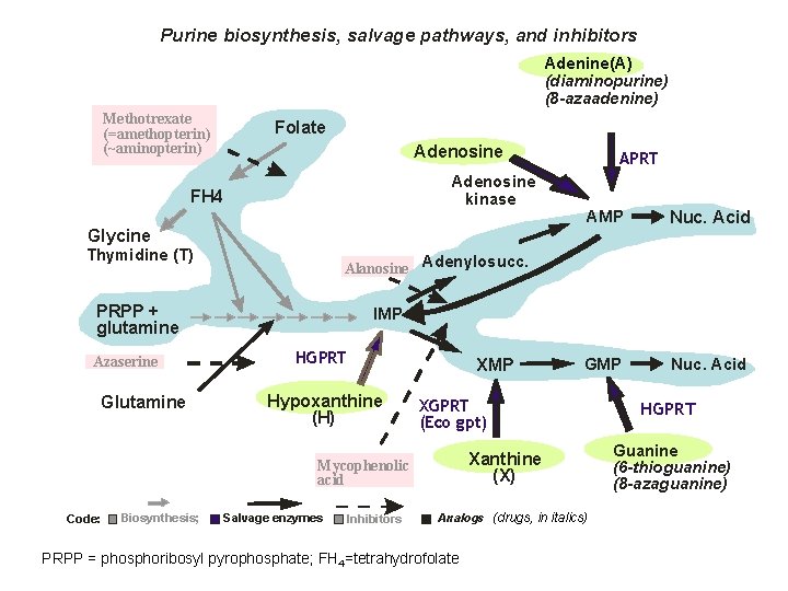 Purine biosynthesis, salvage pathways, and inhibitors Adenine(A) (diaminopurine) (8 -azaadenine) Methotrexate (=amethopterin) (~aminopterin) Folate