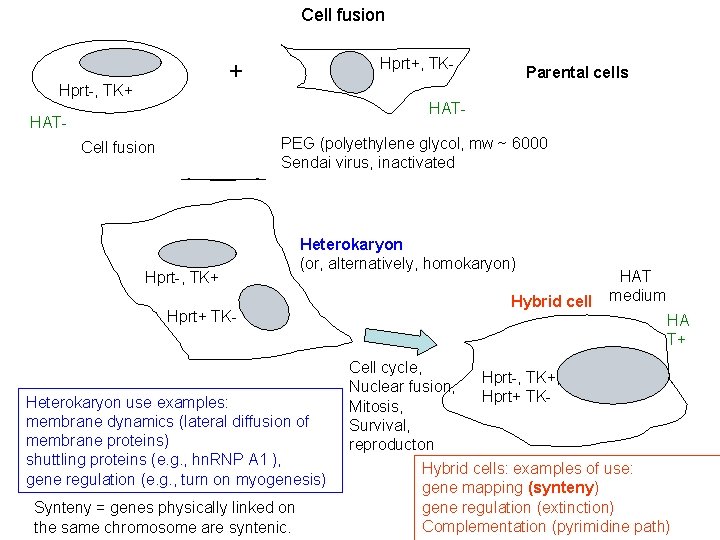 Cell fusion Hprt+, TK- + Hprt-, TK+ Parental cells HAT- PEG (polyethylene glycol, mw