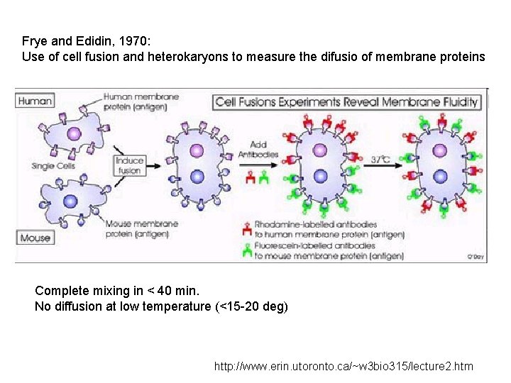 Frye and Edidin, 1970: Use of cell fusion and heterokaryons to measure the difusio