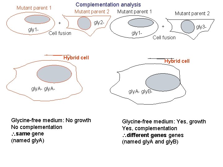 Complementation analysis Mutant parent 1 Mutant parent 2 gly 2 - + gly 1