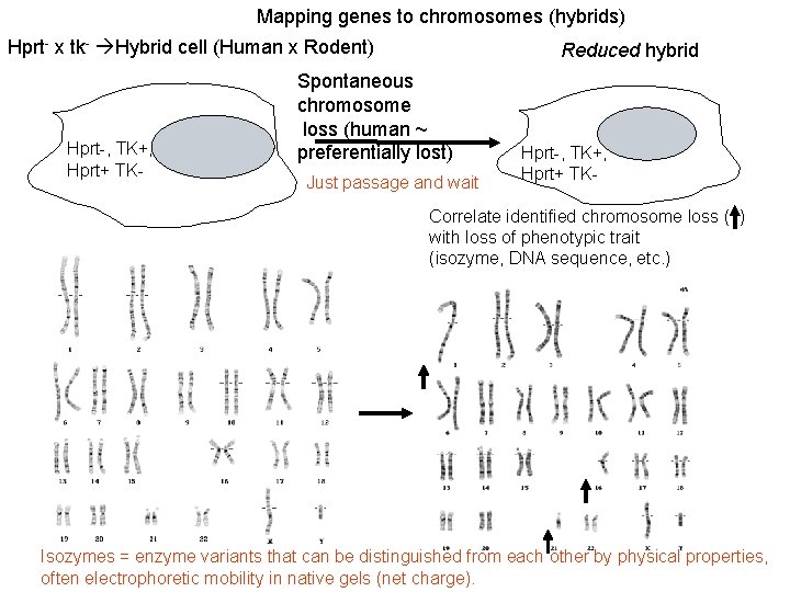 Mapping genes to chromosomes (hybrids) Hprt- x tk- Hybrid cell (Human x Rodent) Hprt-,