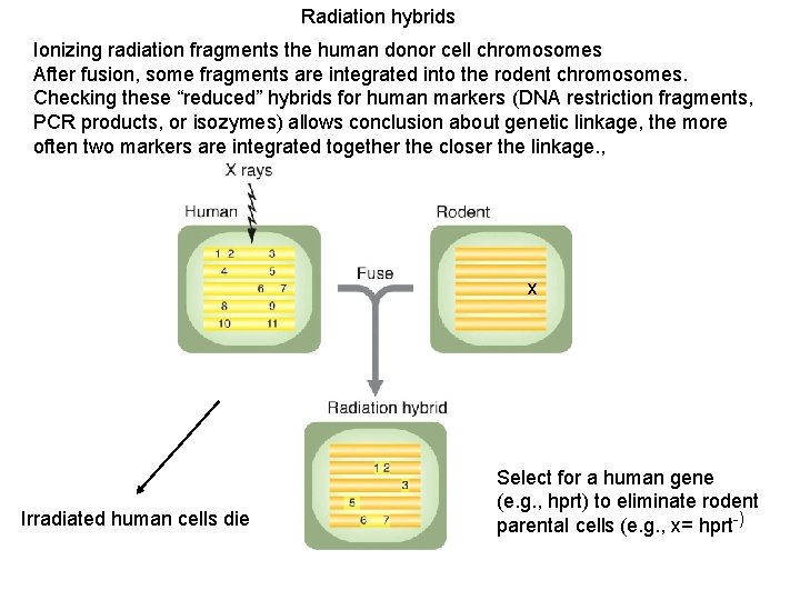 Radiation hybrids Ionizing radiation fragments the human donor cell chromosomes After fusion, some fragments