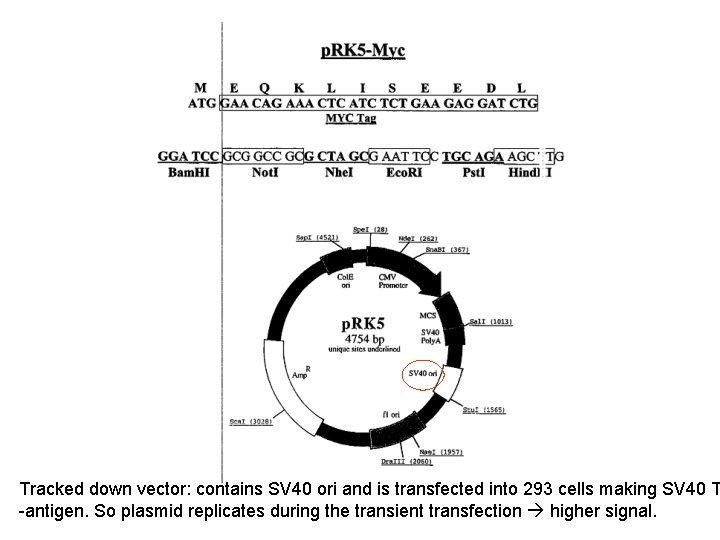 Tracked down vector: contains SV 40 ori and is transfected into 293 cells making