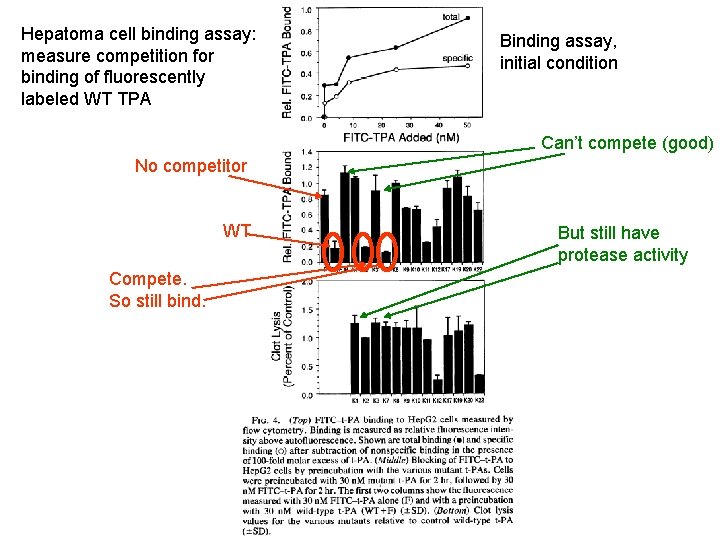 Hepatoma cell binding assay: measure competition for binding of fluorescently labeled WT TPA Binding