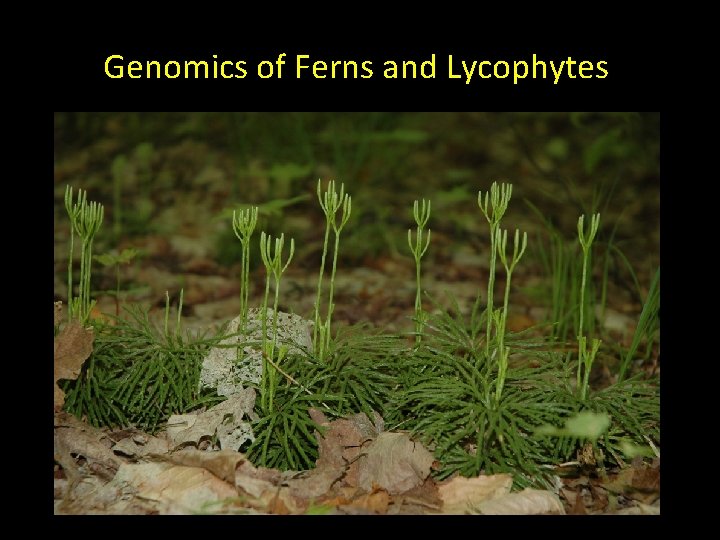 Genomics of Ferns and Lycophytes 