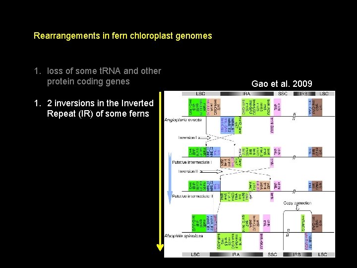 Rearrangements in fern chloroplast genomes 1. loss of some t. RNA and other protein