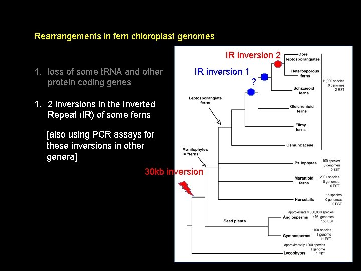 Rearrangements in fern chloroplast genomes IR inversion 2 1. loss of some t. RNA