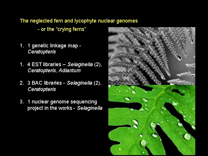 The neglected fern and lycophyte nuclear genomes - or the “crying ferns” 1. 1