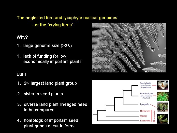 The neglected fern and lycophyte nuclear genomes - or the “crying ferns” Why? 1.