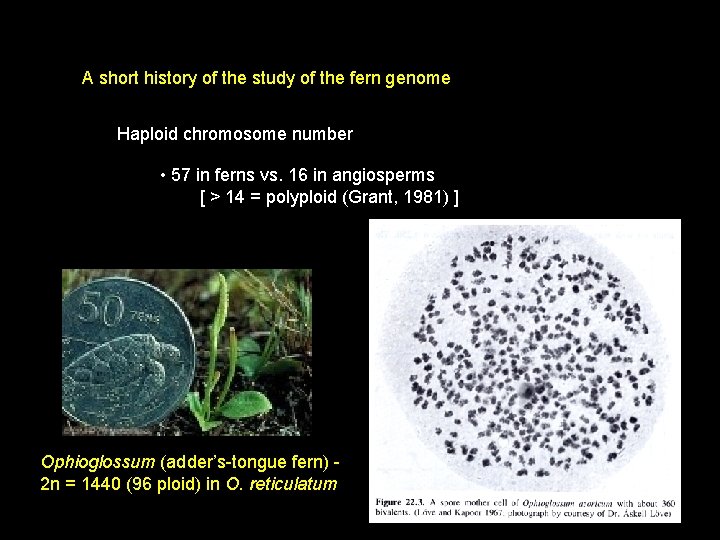 A short history of the study of the fern genome Haploid chromosome number •