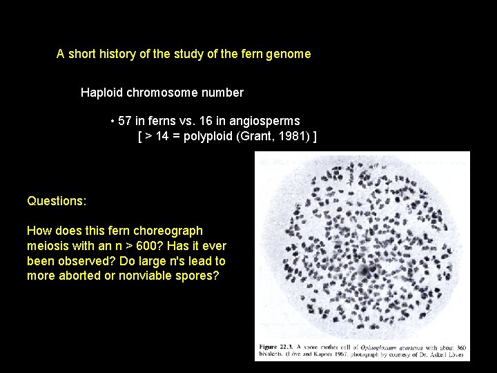 A short history of the study of the fern genome Haploid chromosome number •