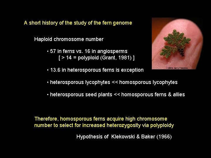 A short history of the study of the fern genome Haploid chromosome number •