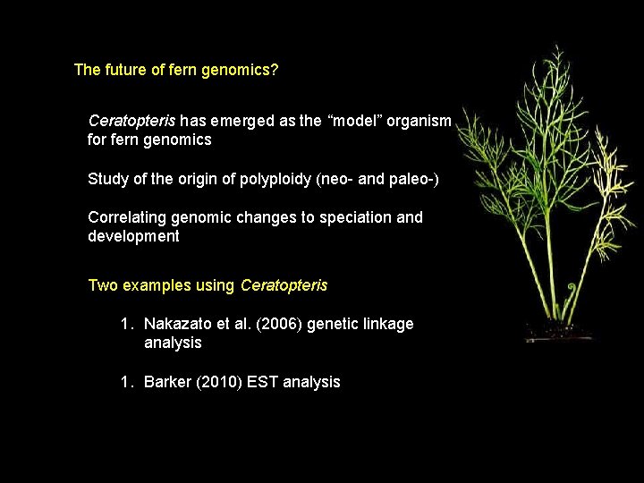 The future of fern genomics? Ceratopteris has emerged as the “model” organism for fern