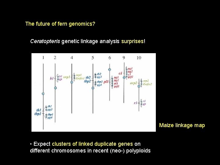 The future of fern genomics? Ceratopteris genetic linkage analysis surprises! Maize linkage map •