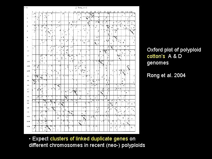 Oxford plot of polyploid cotton’s A & D genomes Rong et al. 2004 •