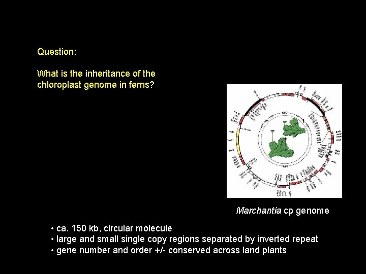 Question: What is the inheritance of the chloroplast genome in ferns? Marchantia cp genome