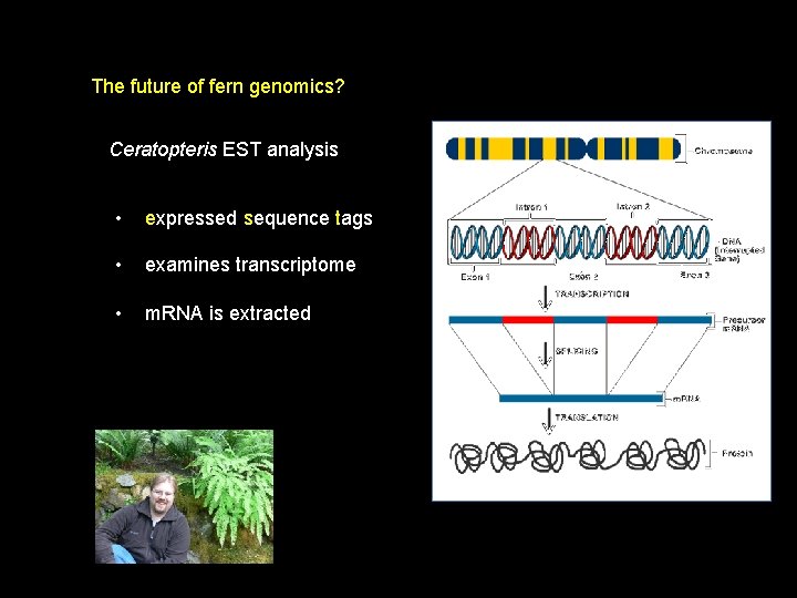 The future of fern genomics? Ceratopteris EST analysis • expressed sequence tags • examines