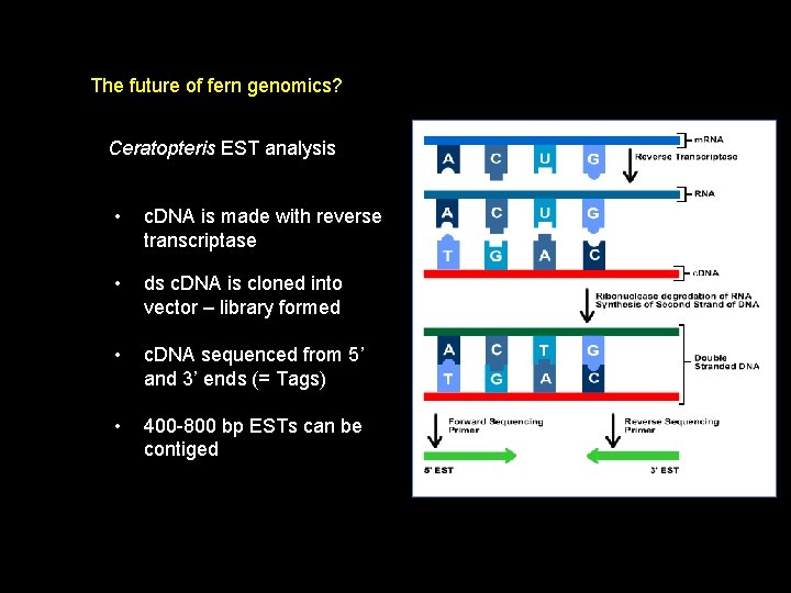 The future of fern genomics? Ceratopteris EST analysis • c. DNA is made with